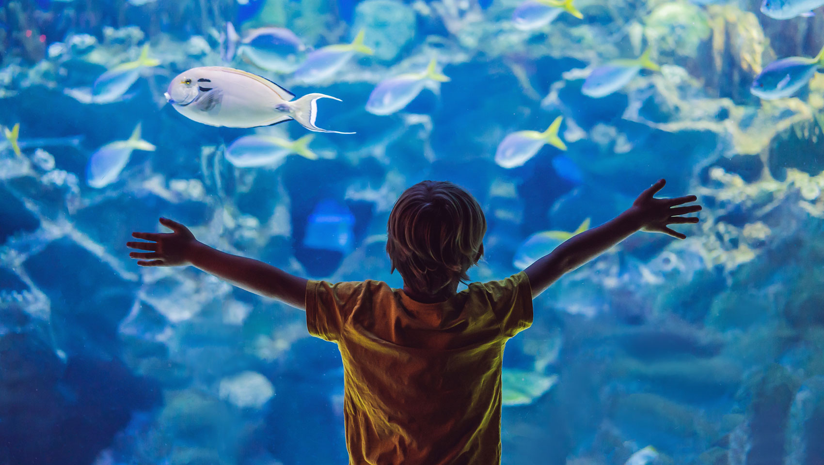 kid in front of tank at aquarium