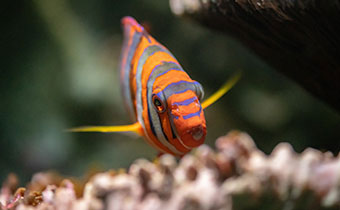 Fish at aquarium